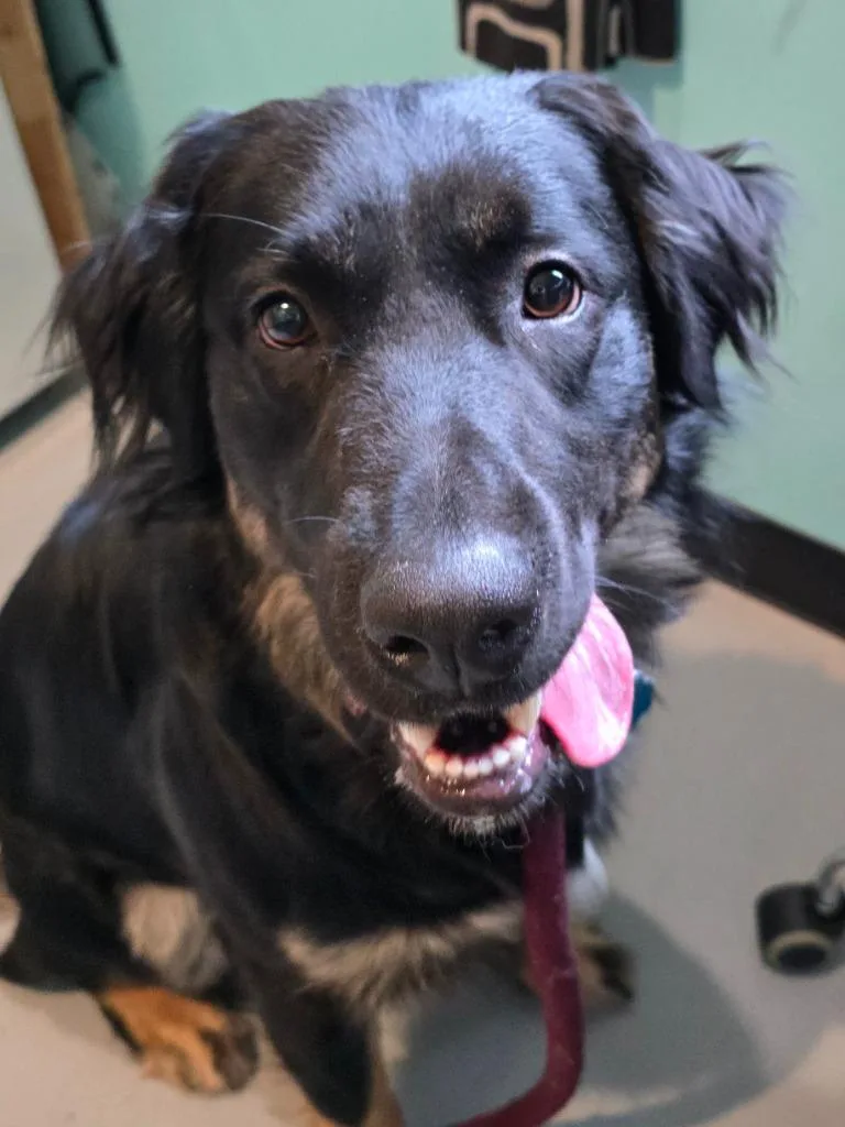 A baby medium-sized male Labrador Retriever dog named Winston for adoption in Ashland, WI