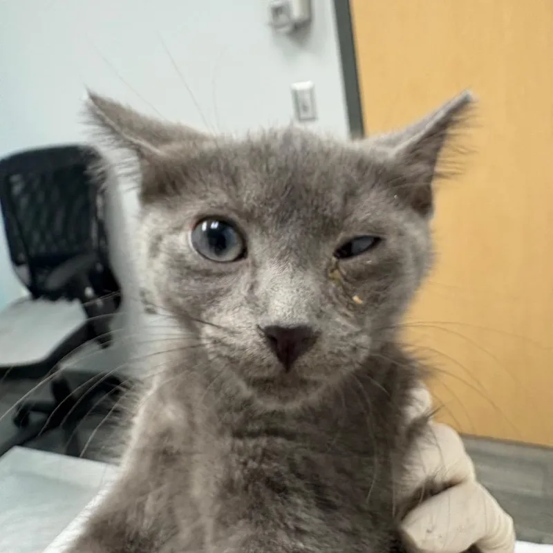 A baby small-sized male Gray / Blue / Silver Domestic Short Hair cat named Mitzy for adoption in Jacksonville, FL