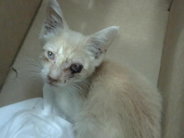 A baby medium-sized female Domestic Short Hair cat named Silky for adoption in Dallas, TX