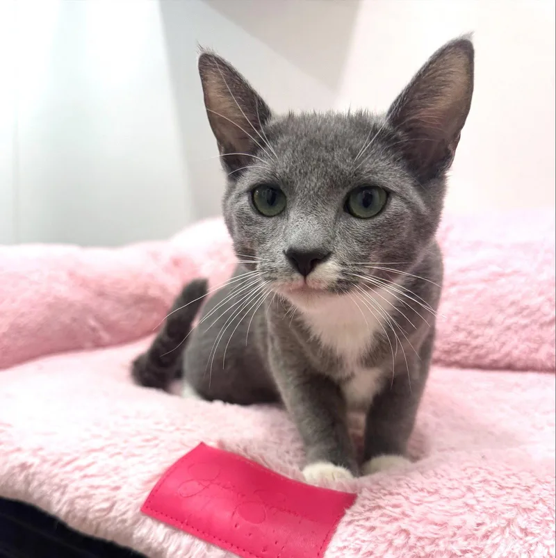Misty thumbnail 2