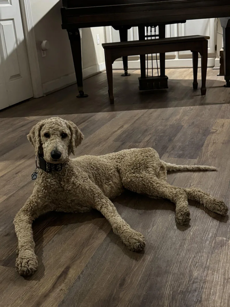 An adult medium-sized female Standard Poodle dog named Cammie for adoption in Mobile, AL