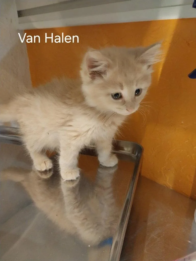 A baby small-sized male Buff / Tan / Fawn Domestic Short Hair cat named Van Halen for adoption in Saint George, UT