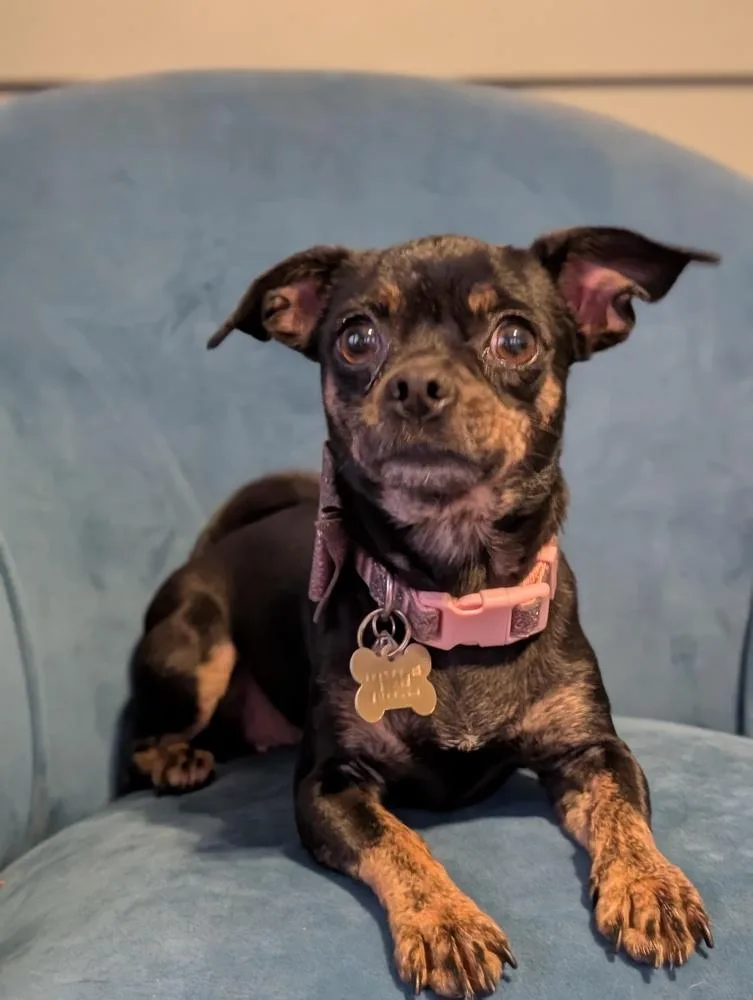 A young small-sized female Chihuahua dog named Goldie for adoption in Waunakee, WI