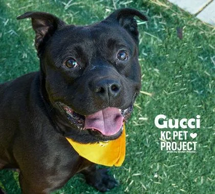 An adult large-sized male Black Mixed Breed dog named Gucci for adoption in Kansas City, MO