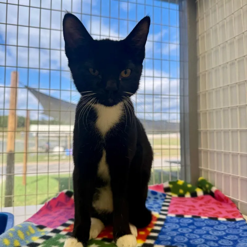 A baby small-sized female Black Domestic Short Hair cat named Sriracha for adoption in Columbiana, AL