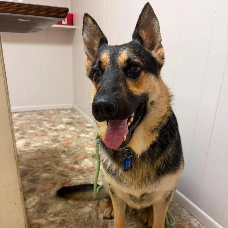 An adult large-sized male German Shepherd Dog dog named Satchmo for adoption in Greeneville, TN