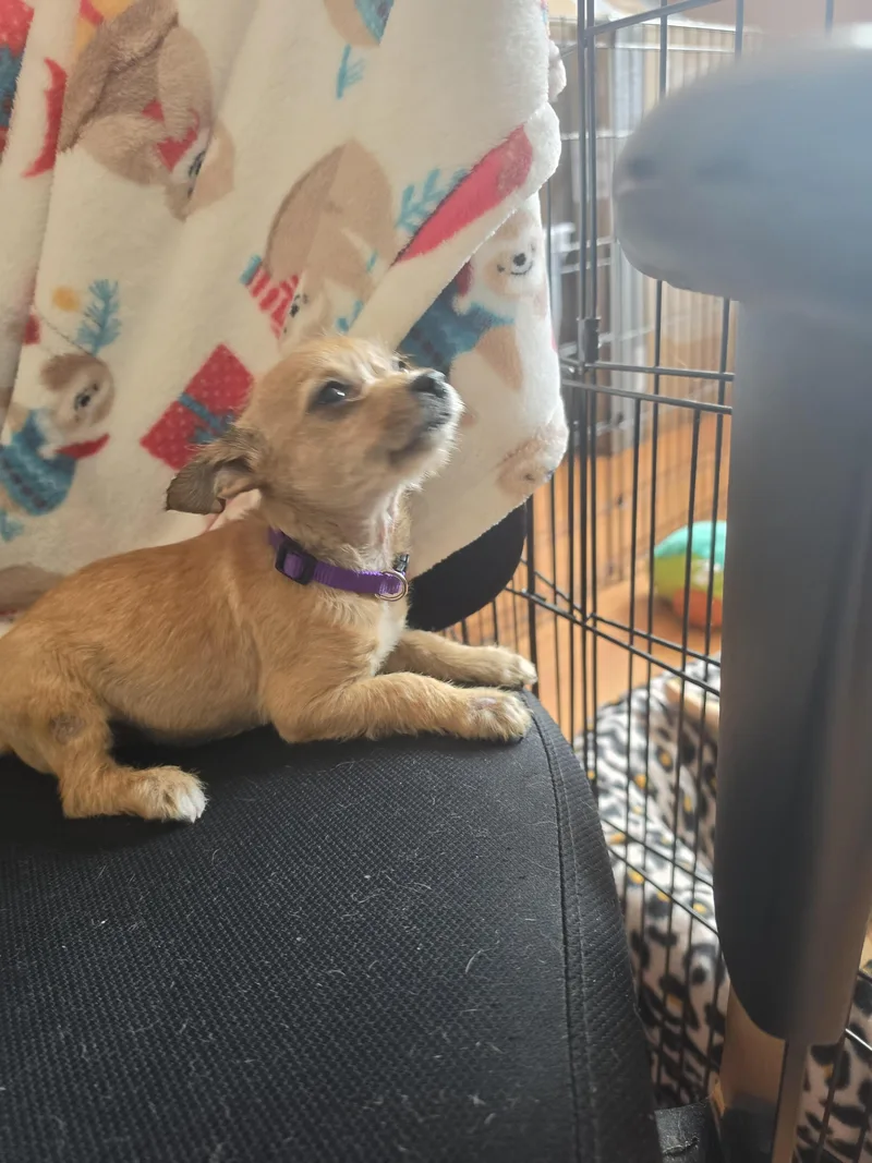 Girl Puppy