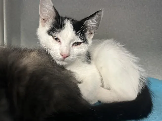 A baby medium-sized female Domestic Short Hair cat named Noelle for adoption in Dallas, TX