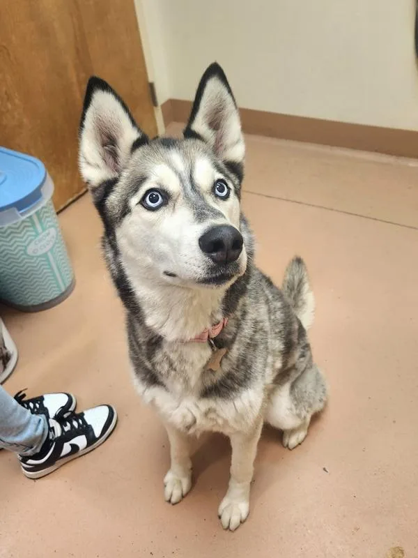 A young large-sized female Siberian Husky dog named Victoria for adoption in Kennewick, WA