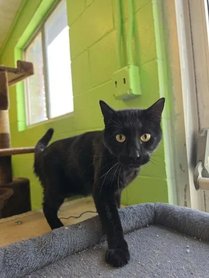 An adult medium-sized male Domestic Short Hair cat named Turbo for adoption in Scottsbluff, NE