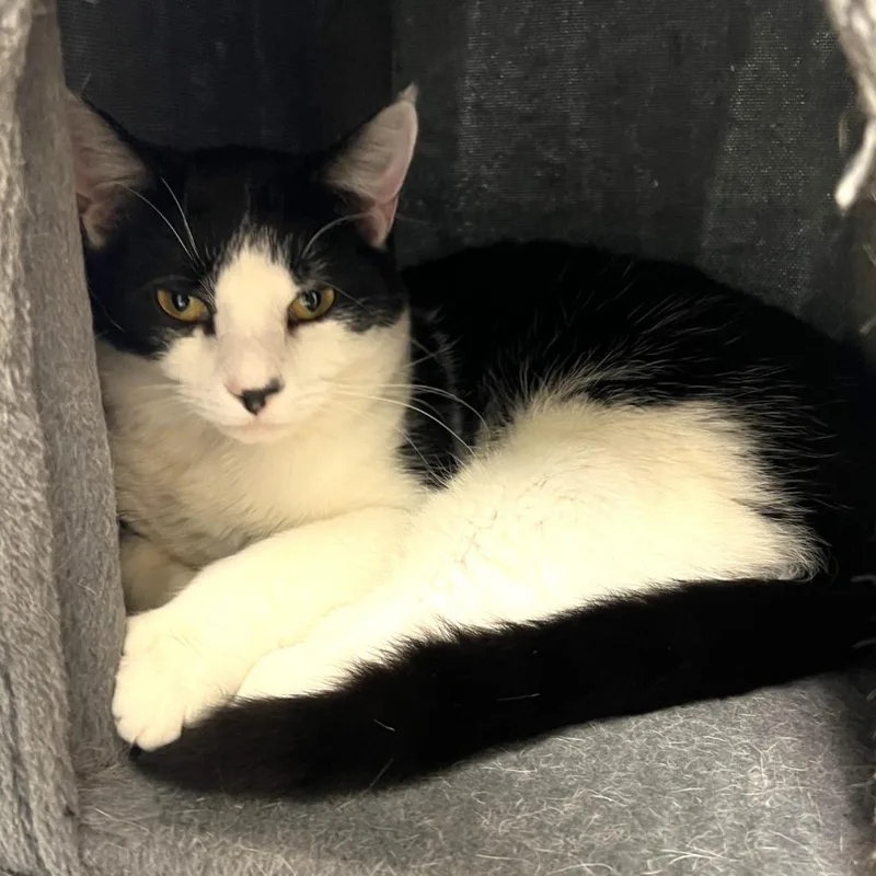 A young medium-sized male Domestic Short Hair cat named Bambam for adoption in Columbia, IL