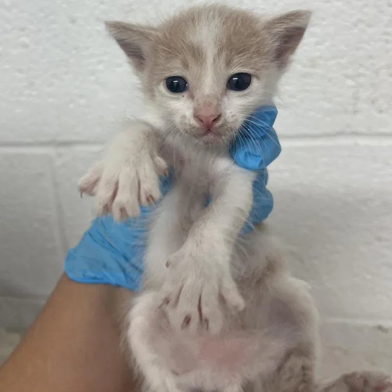 A baby small-sized male Cream / Ivory Domestic Short Hair cat named Cedric for adoption in Edinburg, TX