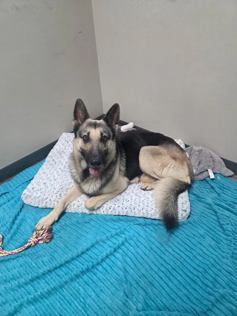 An adult large-sized female Bicolor German Shepherd Dog dog named Carmen for adoption in Friendswood, TX