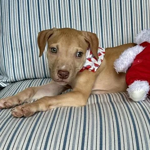 A baby medium-sized female Yellow / Tan / Blond / Fawn Labrador Retriever dog named Oakley for adoption in Rock Hill, SC