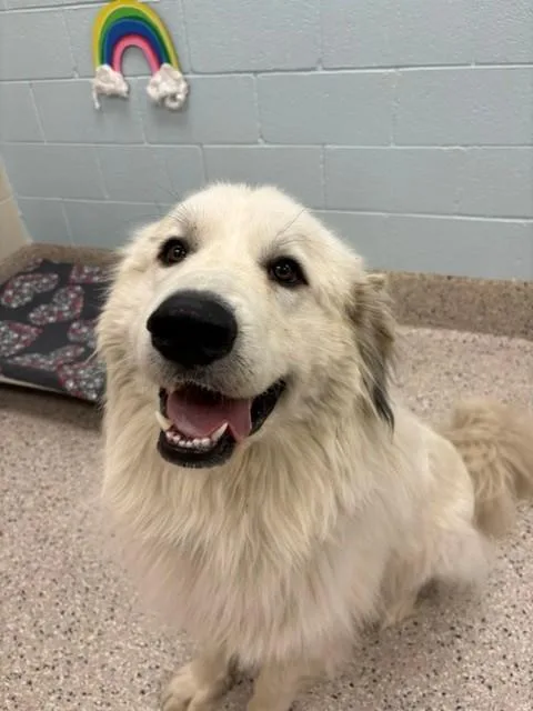 A young extra large-sized male Great Pyrenees dog named Flapjack for adoption in Brighton, CO