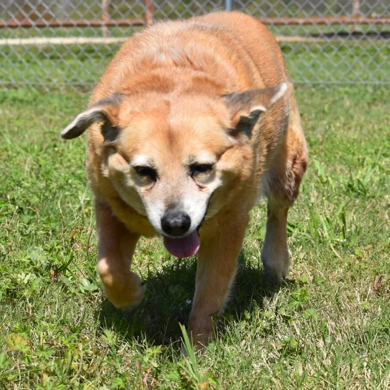 A senior large-sized female Golden Mixed Breed dog named Ellie for adoption in Wharton, TX
