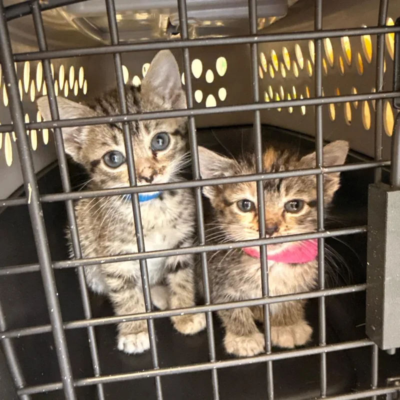 A baby small-sized female Domestic Short Hair cat named Tempest for adoption in Cumming, GA