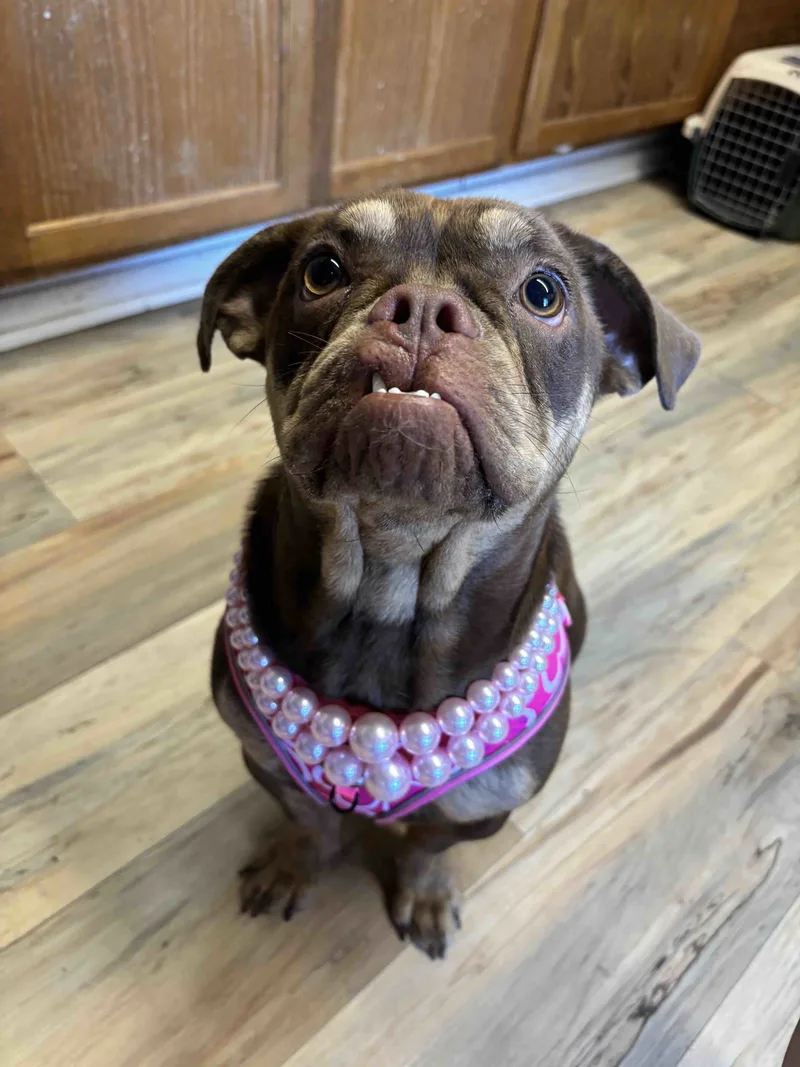 A young small-sized female French Bulldog dog named Bella for adoption in Shreveport, LA