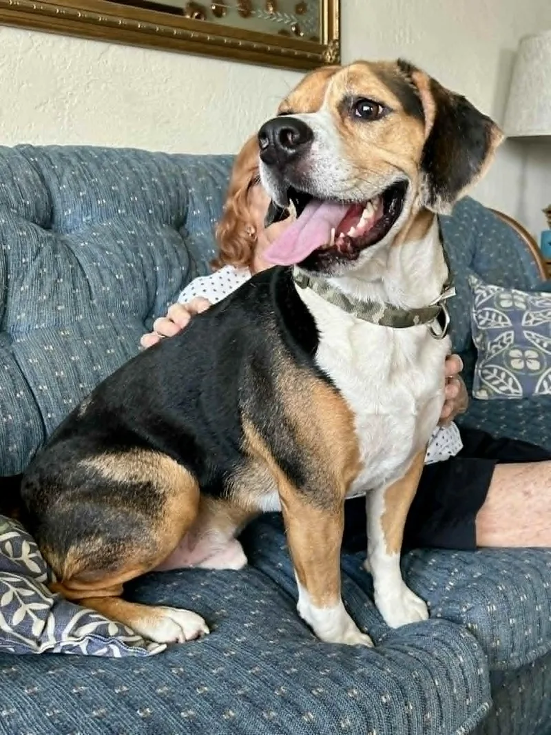 An adult medium-sized male Beagle dog named Cooper for adoption in New Smyrna Beach, FL