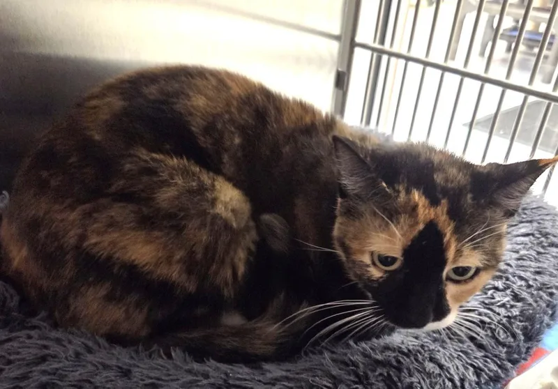 A senior medium-sized female Domestic Short Hair cat named Cali for adoption in Allen, TX