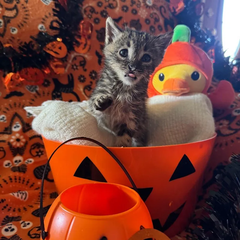 A baby small-sized male Gray / Blue / Silver Domestic Short Hair cat named Lil Fella for adoption in Buellton, CA