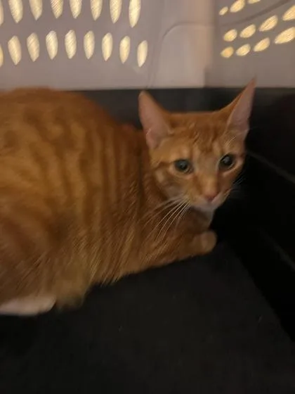A young small-sized female Domestic Short Hair cat named Goose for adoption in Honolulu, HI
