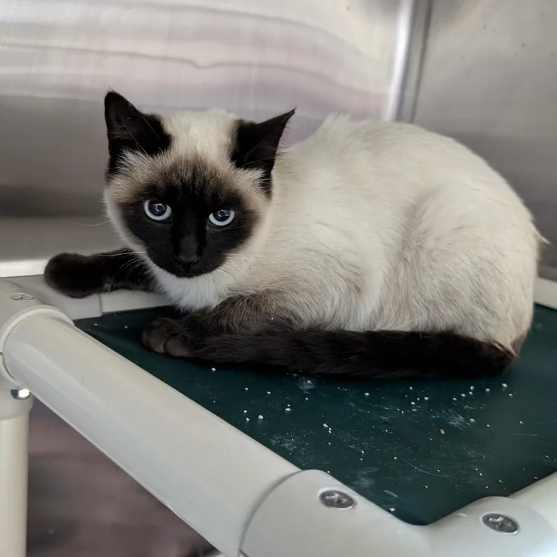 A baby small-sized female Seal Point Siamese cat named Found Cat for adoption in Buffalo, WY