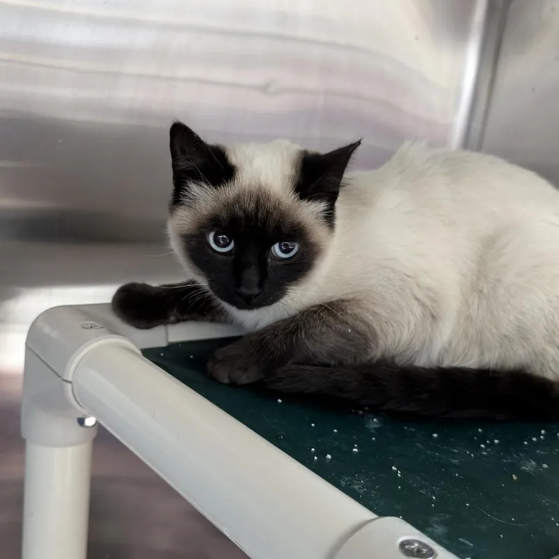 Found Cat thumbnail 2