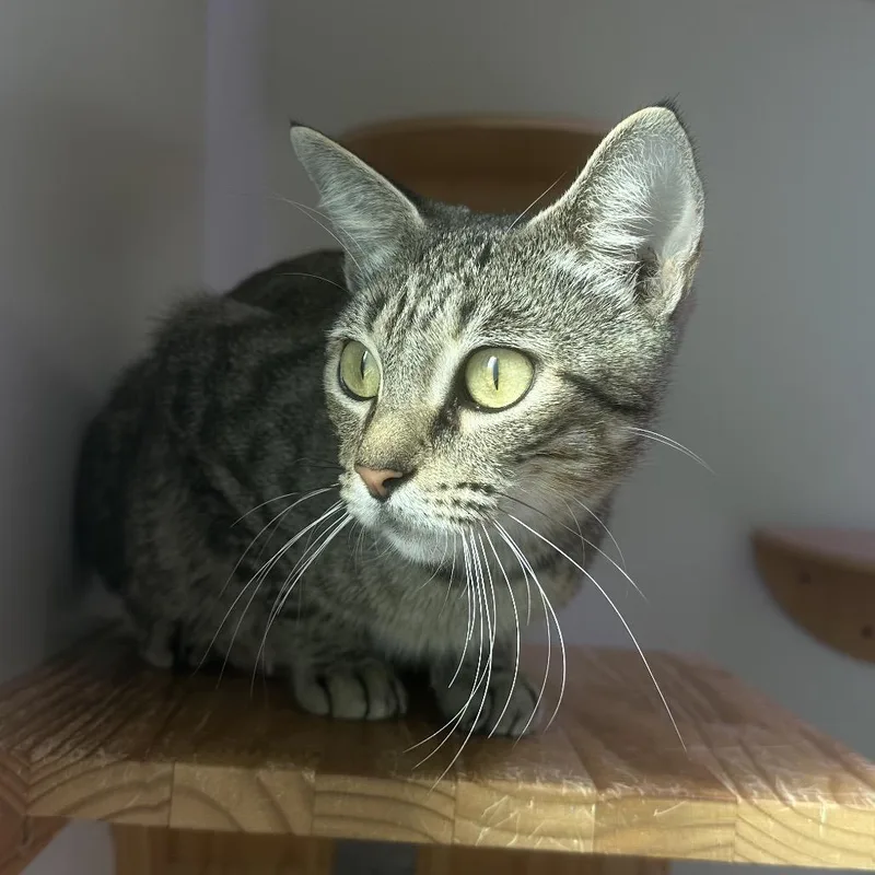 A young medium-sized female Brown / Chocolate Domestic Short Hair cat named Antonella for adoption in Jupiter, FL