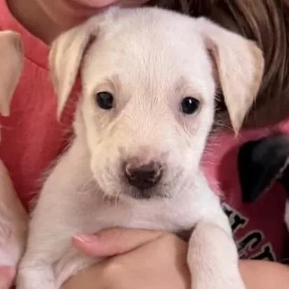 A baby small-sized female White / Cream Mixed Breed dog named Martie for adoption in Austell, GA