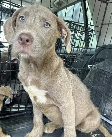 Dottie