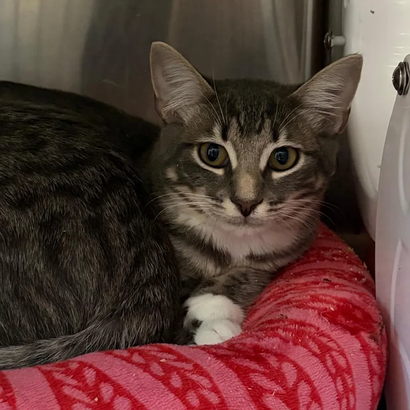 A baby medium-sized female Domestic Short Hair cat named Sylvia for adoption in Cumming, GA