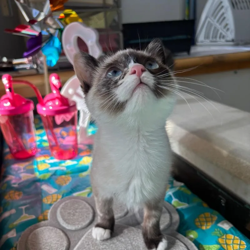 A baby small-sized female White Domestic Short Hair cat named Olive for adoption in Harrisonburg, VA