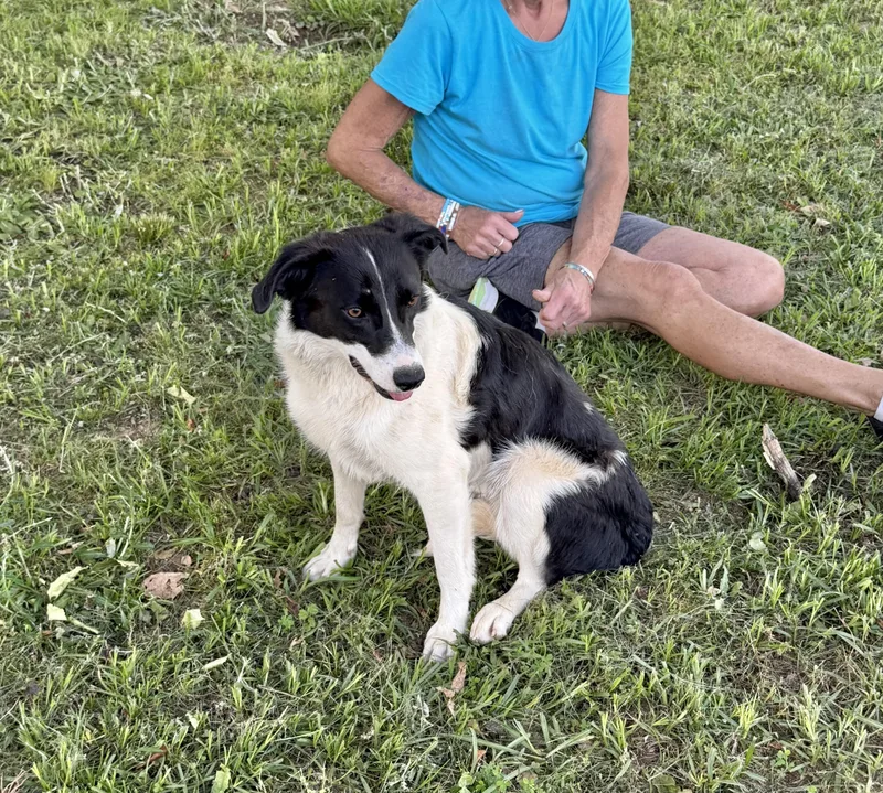 A young medium-sized female Border Collie dog named Lady for adoption in Manchester, CT