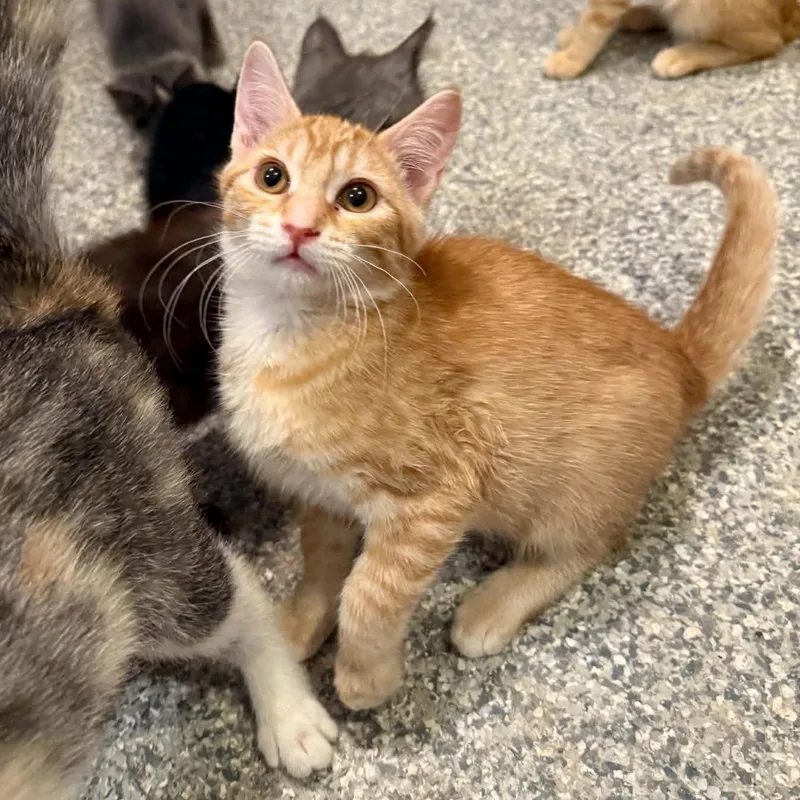 A baby small-sized female Tabby (Orange / Red) Tabby cat named Regina for adoption in Antioch, CA