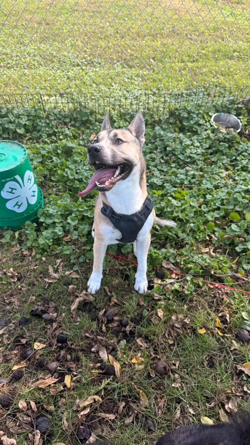 An adult medium-sized male German Shepherd Dog dog named Gunner for adoption in Fort Madison, IA