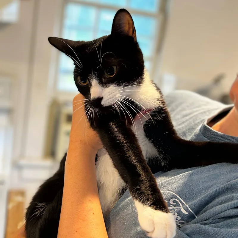 A young medium-sized female Black & White / Tuxedo Domestic Short Hair cat named Tazani for adoption in Norwalk, CT