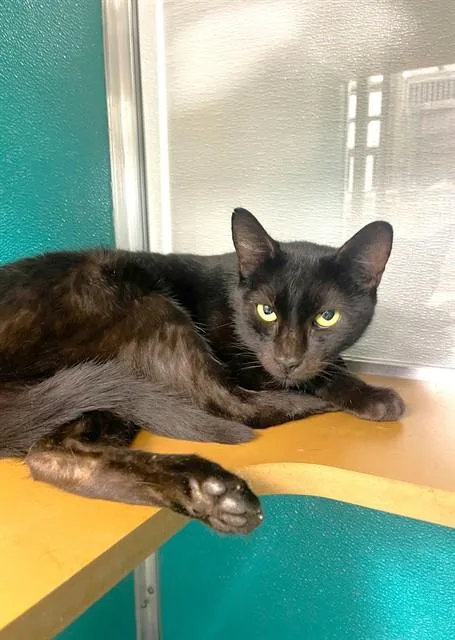 An adult medium-sized female Domestic Short Hair cat named Batgirl for adoption in Naples, FL