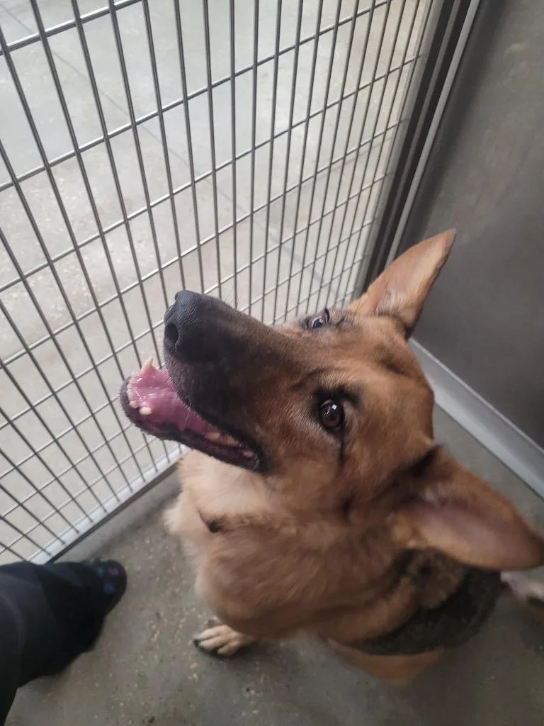 An adult large-sized female German Shepherd Dog dog named Akira for adoption in Huntsville, TX