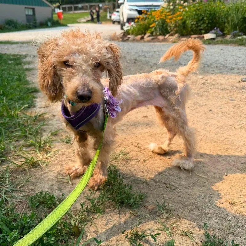 A young small-sized female Yellow / Tan / Blond / Fawn Miniature Poodle dog named Crumble for adoption in Phoenixville, PA