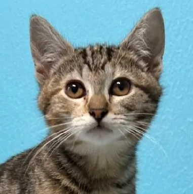 A baby medium-sized female Torbie Domestic Short Hair cat named Fern for adoption in Rochester, WA