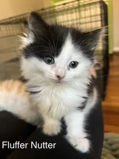 A baby medium-sized female Black & White / Tuxedo Domestic Long Hair cat named Fluffernutter for adoption in East Hartford , CT