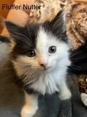 Fluffernutter thumbnail 4