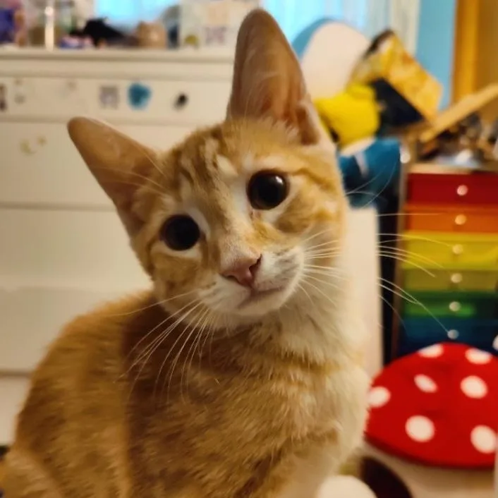 A baby medium-sized male Tabby (Orange / Red) Tabby cat named Shortbread for adoption in Washington, PA