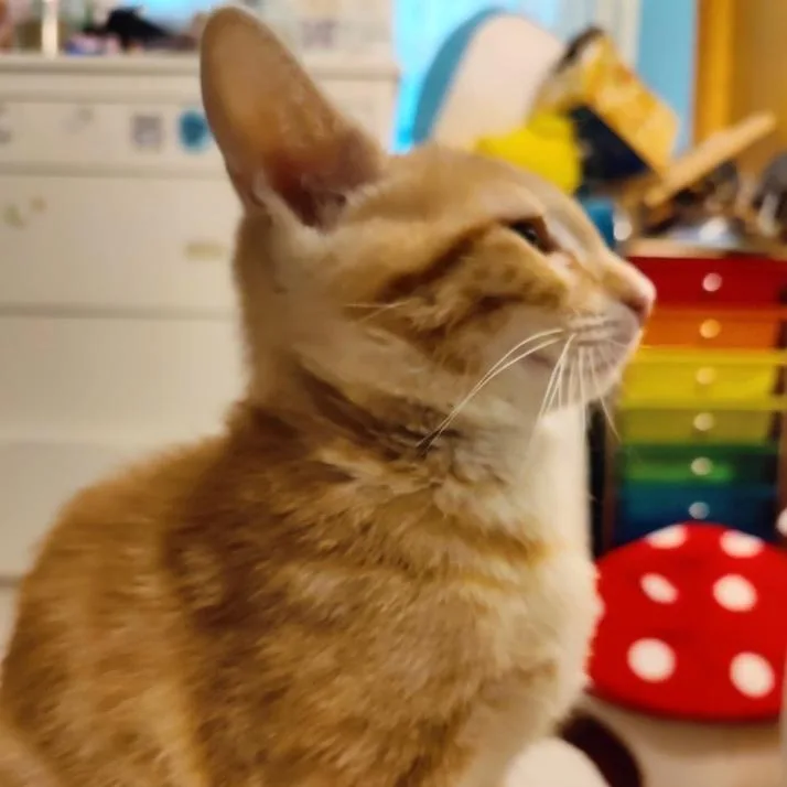 Shortbread thumbnail 2