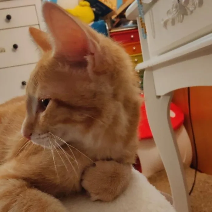 Shortbread thumbnail 3