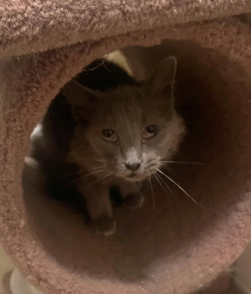 An adult medium-sized female Gray / Blue / Silver Domestic Short Hair cat named Smokey RM for adoption in Rockaway, NJ