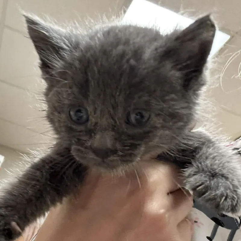 A baby small-sized male Gray / Blue / Silver Domestic Short Hair cat named Ricardo  U for adoption in Tupelo, MS