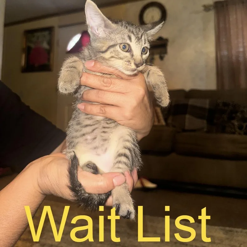A baby small-sized female Gray / Blue / Silver Domestic Short Hair cat named Daphne for adoption in Livingston, TX