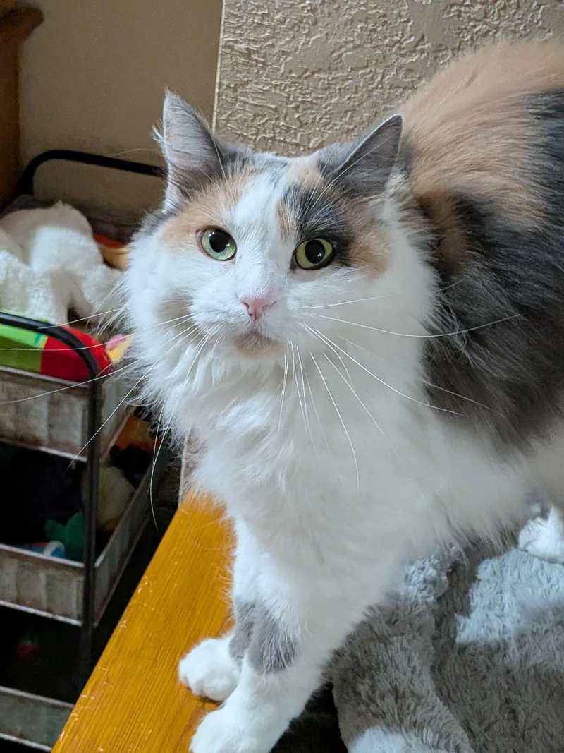 An adult medium-sized female Dilute Calico Domestic Long Hair cat named Doti for adoption in Sonoita, AZ